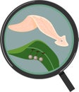 Planarian Dendrocoelum lacteum with cocoons attached to green leaf under magnifying glass